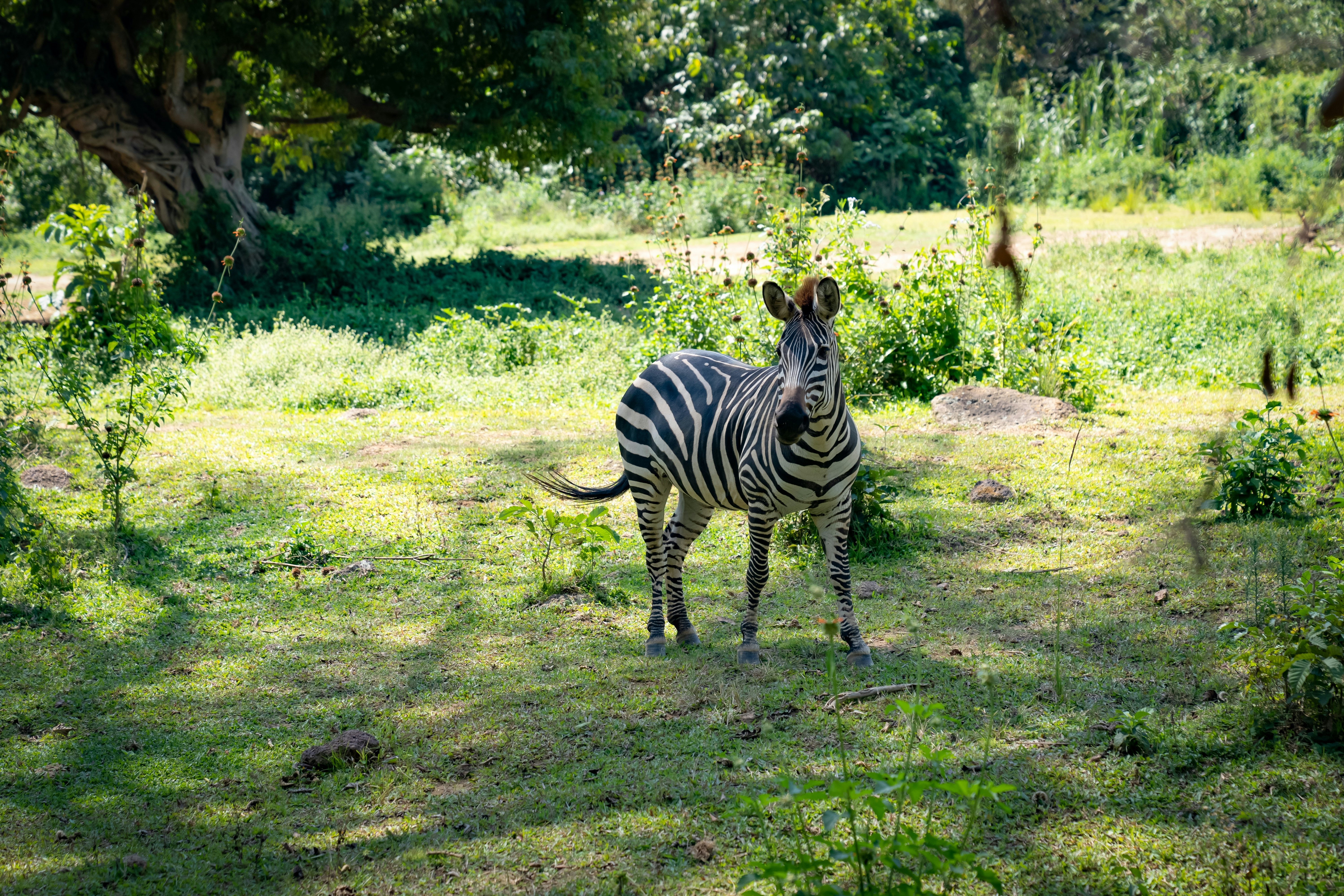 A zebra at the Uganda Wildlife Conservation Education Center.
