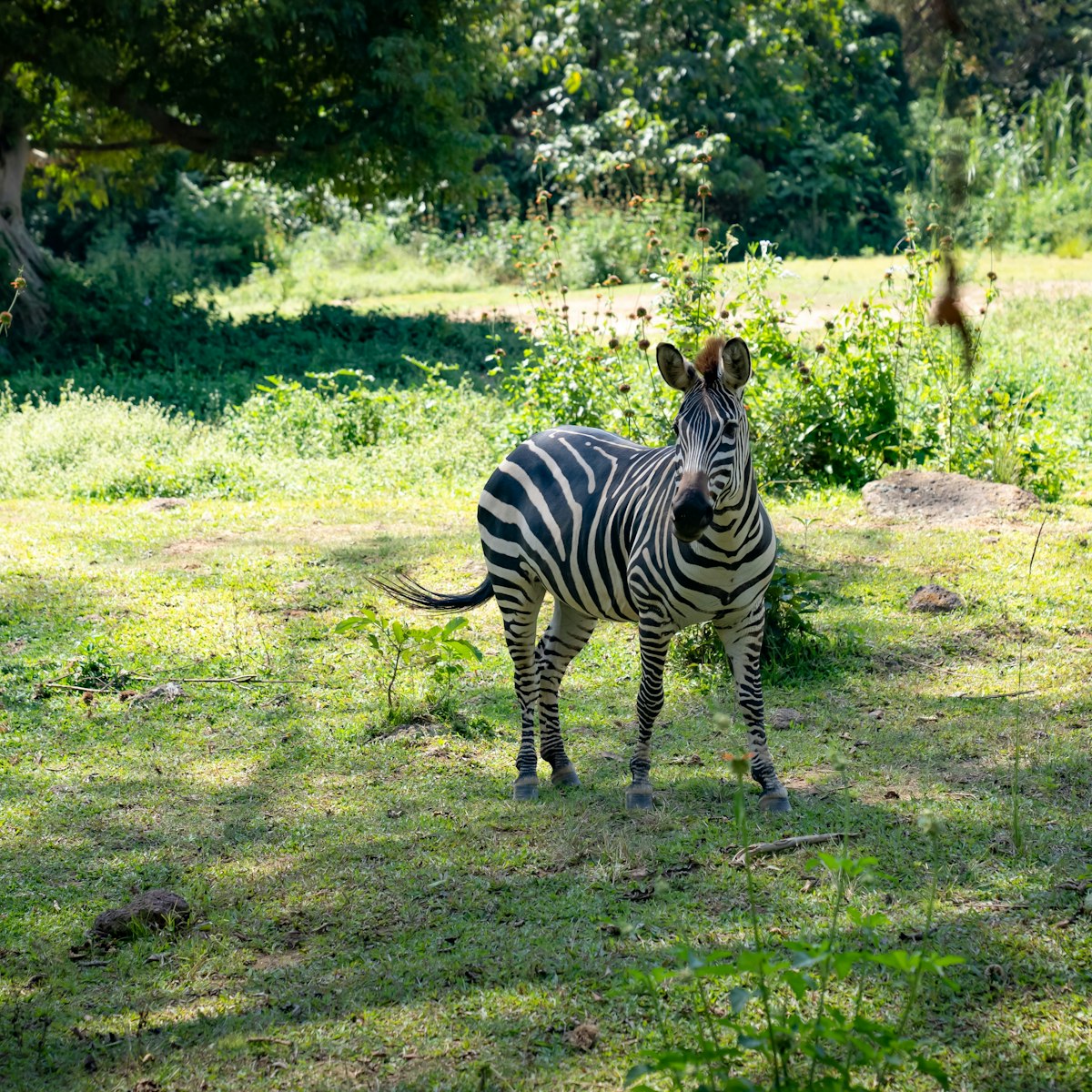 A zebra at the Uganda Wildlife Conservation Education Center.