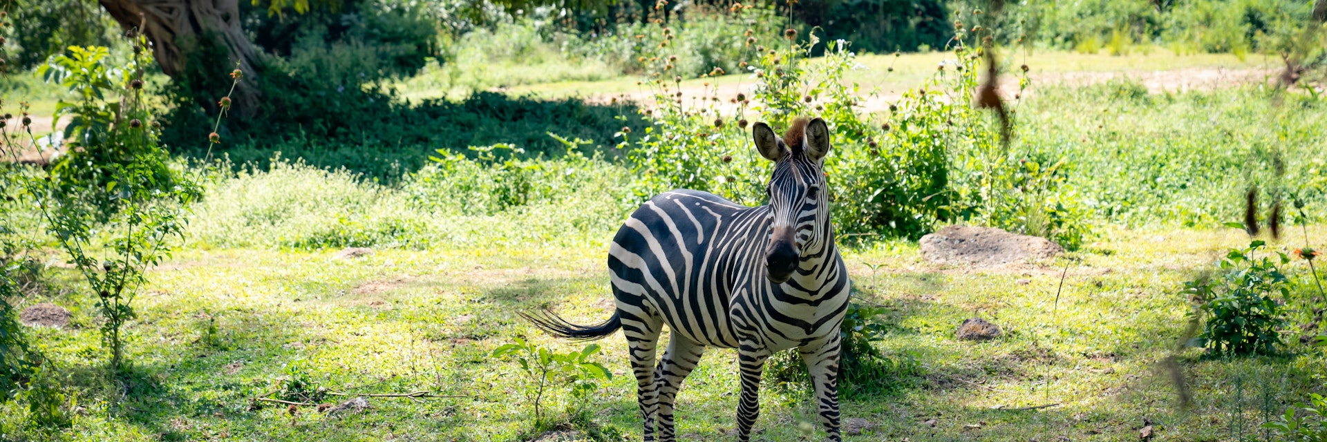 A zebra at the Uganda Wildlife Conservation Education Center.