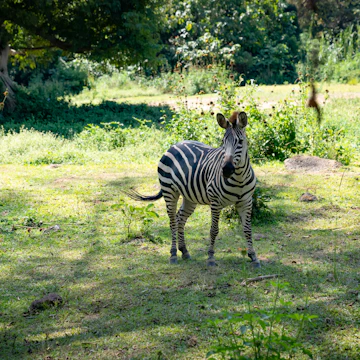 A zebra at the Uganda Wildlife Conservation Education Center.