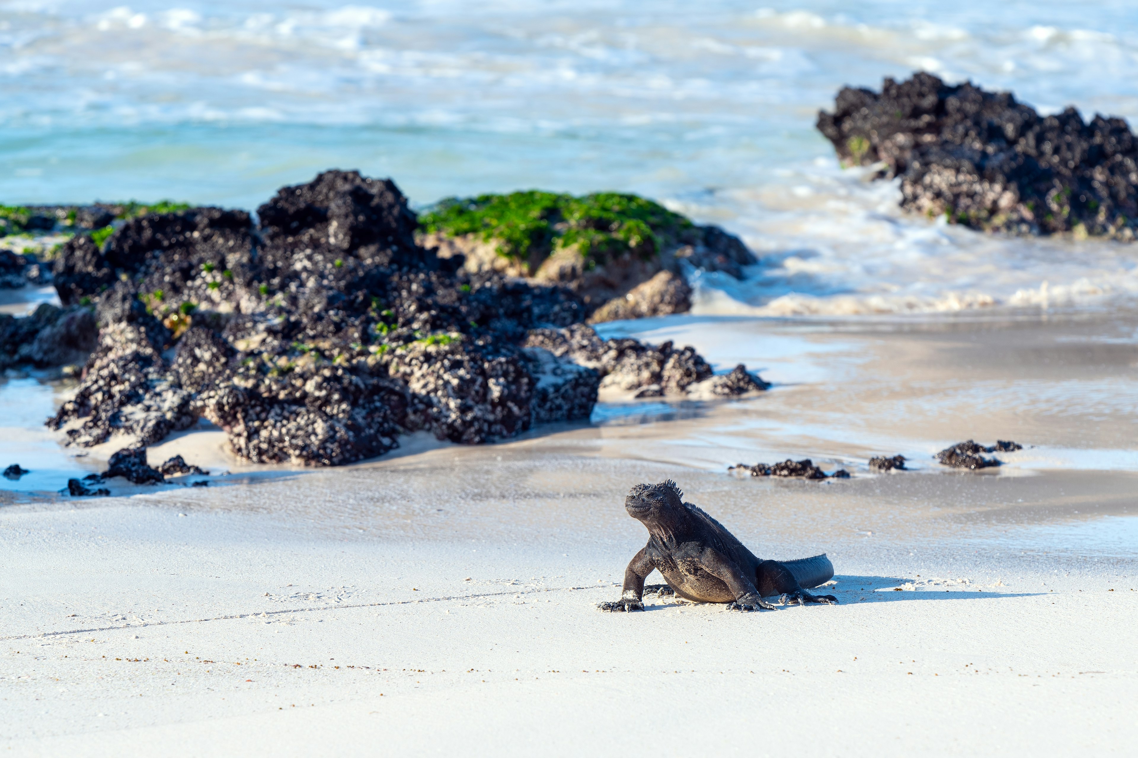 A Galapágos marine iguana rests on the sand along a beach where the surf is crashing along rocky boulders