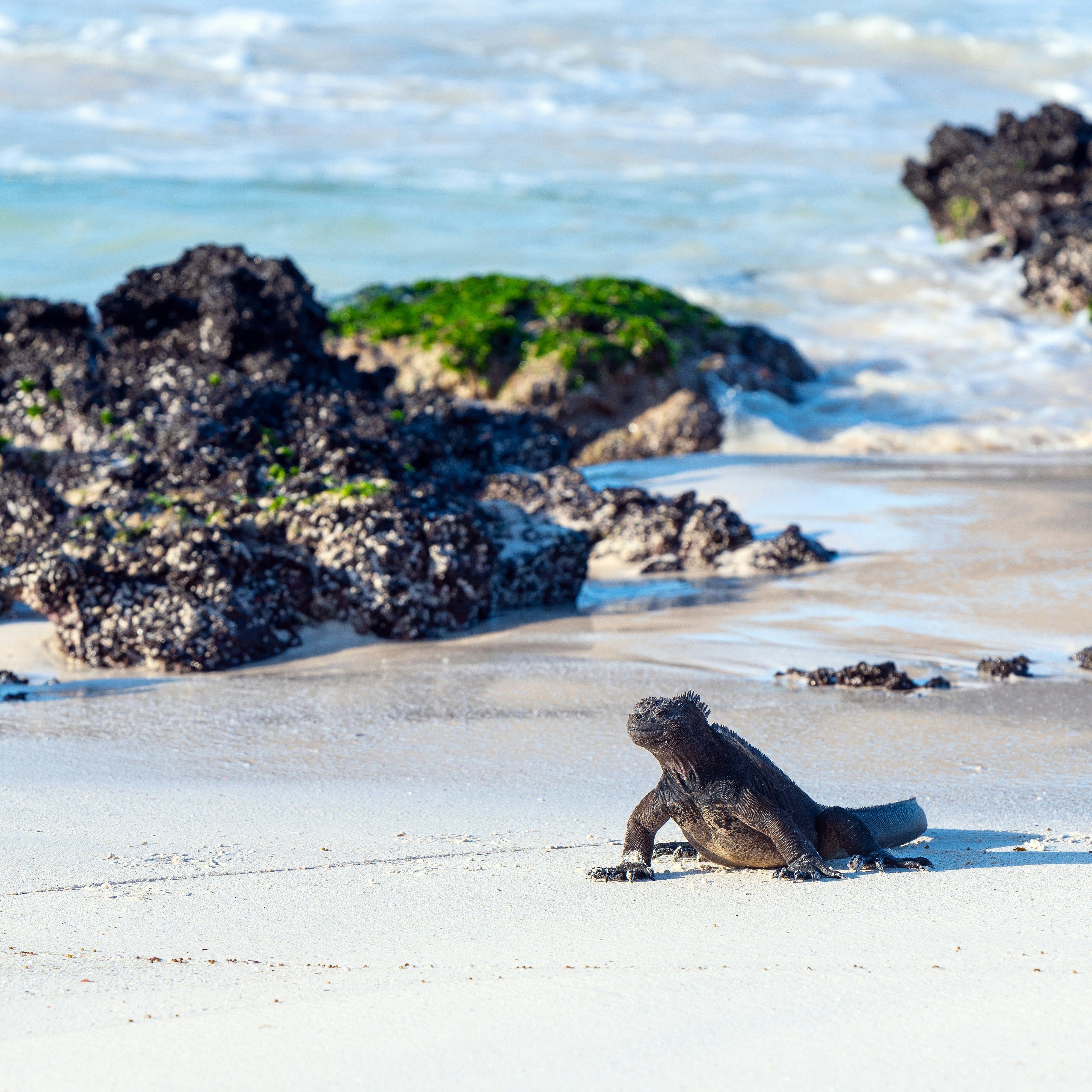 Galapagos Marine Iguana (Amblyrhynchus cristatus) on Cerro Brujo (Wizard's Hill) Beach, San Cristobal island, Galapagos national park, Ecuador.; Shutterstock ID 2238407885; your: Sloane Tucker; gl: 65050; netsuite: Online Editorial; full: POI
2238407885