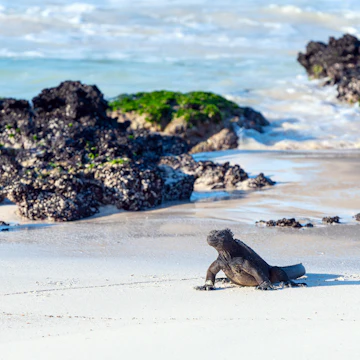 Galapagos Marine Iguana (Amblyrhynchus cristatus) on Cerro Brujo (Wizard's Hill) Beach, San Cristobal island, Galapagos national park, Ecuador.; Shutterstock ID 2238407885; your: Sloane Tucker; gl: 65050; netsuite: Online Editorial; full: POI
2238407885