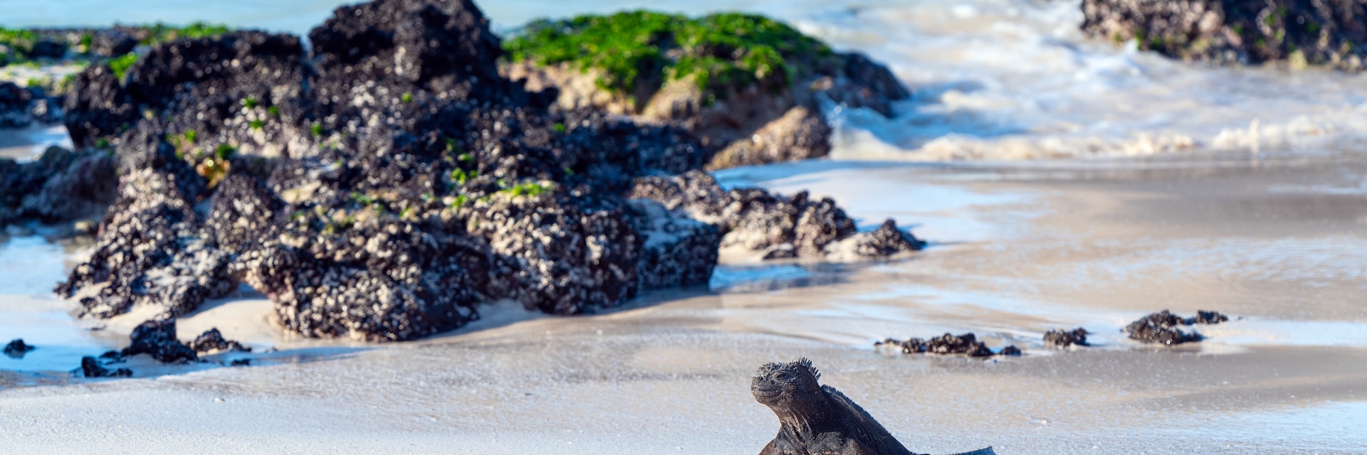 Galapagos Marine Iguana (Amblyrhynchus cristatus) on Cerro Brujo (Wizard's Hill) Beach, San Cristobal island, Galapagos national park, Ecuador.; Shutterstock ID 2238407885; your: Sloane Tucker; gl: 65050; netsuite: Online Editorial; full: POI
2238407885