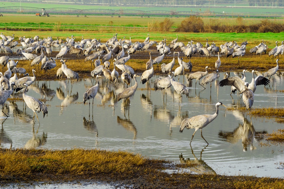 Cranes in Agamon Hula bird refuge, Hula Valley, Israel.