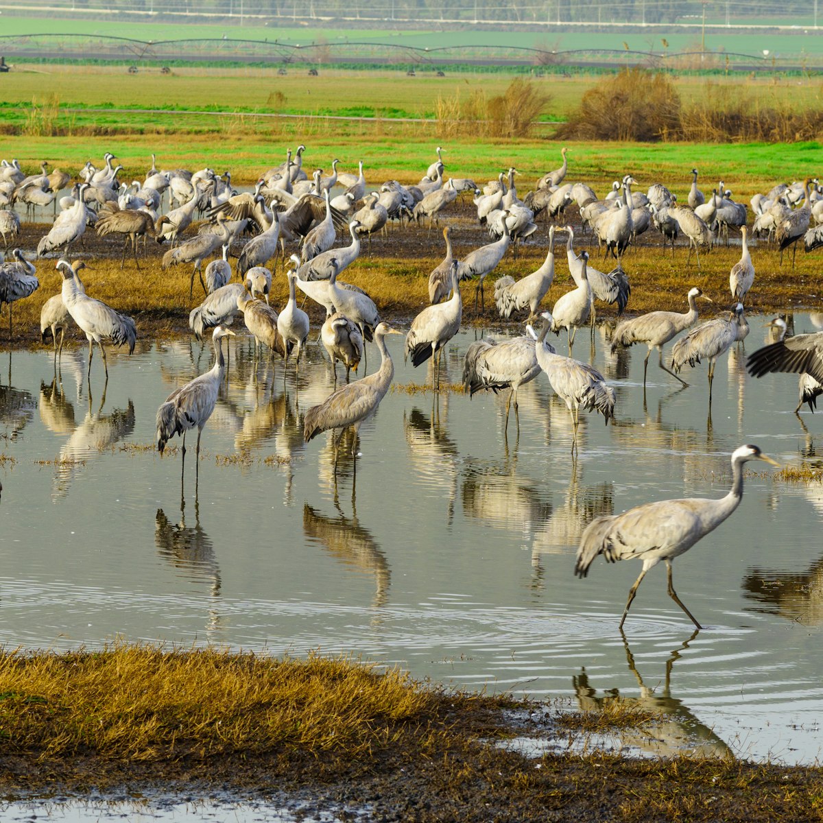 Cranes in Agamon Hula bird refuge, Hula Valley, Israel.