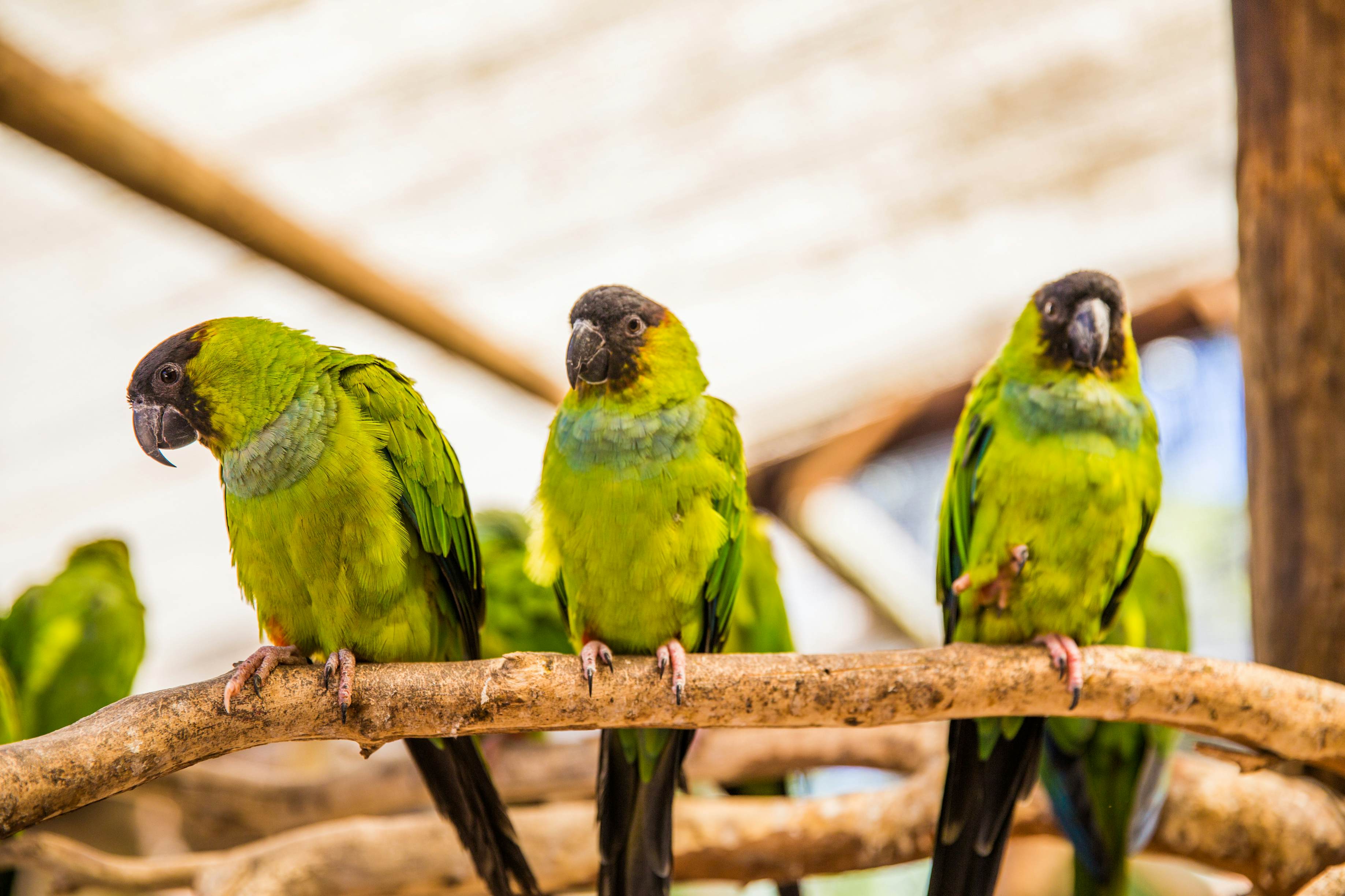 Parrots at the World of Birds in Cape Town.