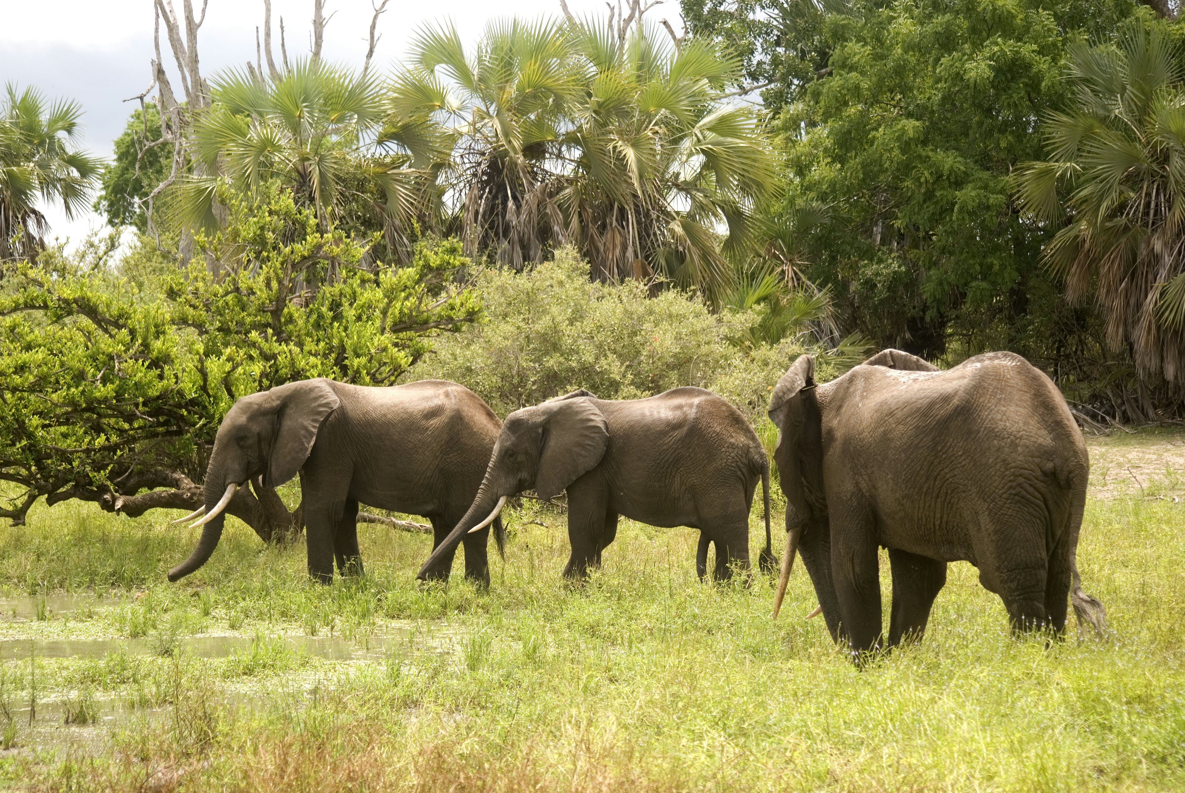 Young elephant bulls in Selous Game Reserve, Tanzania.