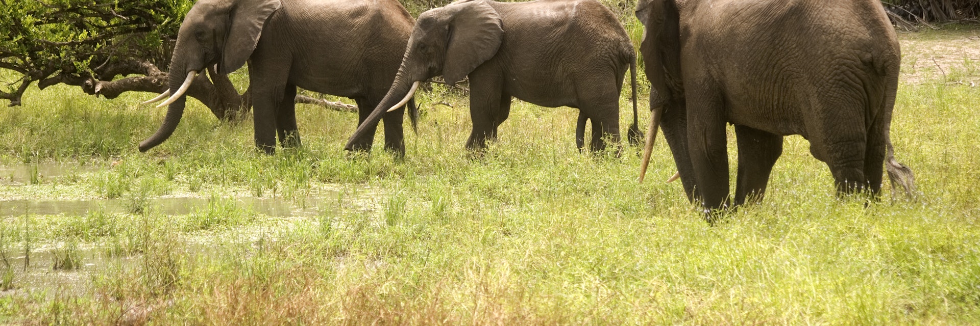 Young elephant bulls in Selous Game Reserve, Tanzania.