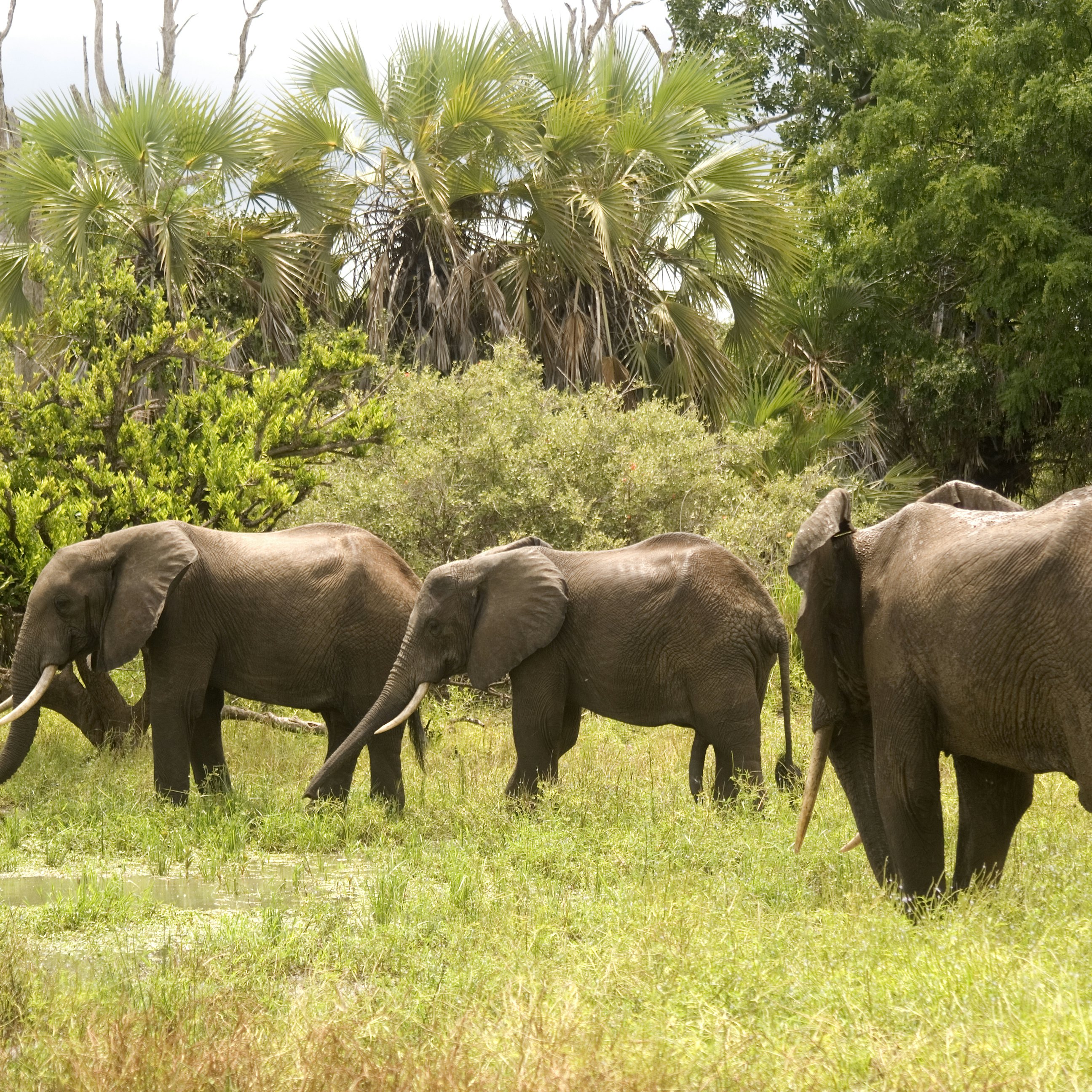 Young elephant bulls in Selous Game Reserve, Tanzania.