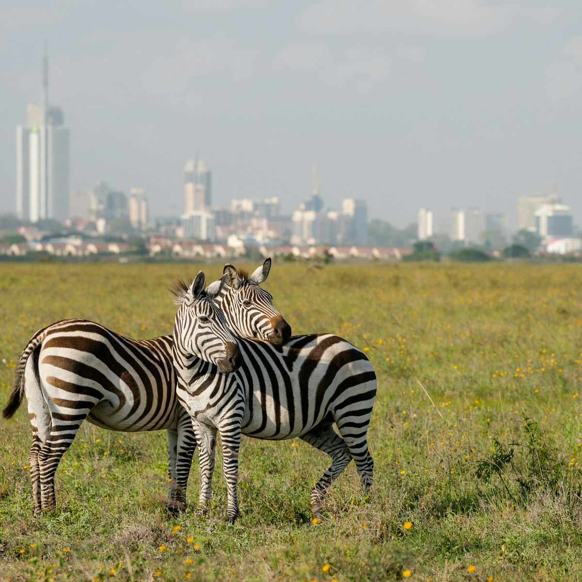 Zebras in a field at Nairobi National Park with Nairobi city in the background.