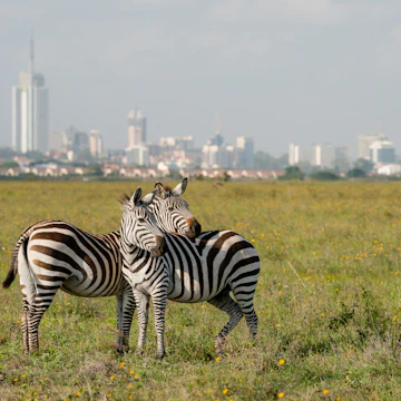 Zebras in a field at Nairobi National Park with Nairobi city in the background.