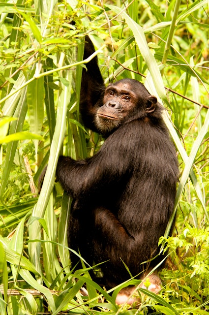 Chimpanzee, Mahale Mountains, Tanzania.
105334307
africa, chimpanzee, mahale, pan, pan troglodytes, primate, safari, tanzania, troglodytes