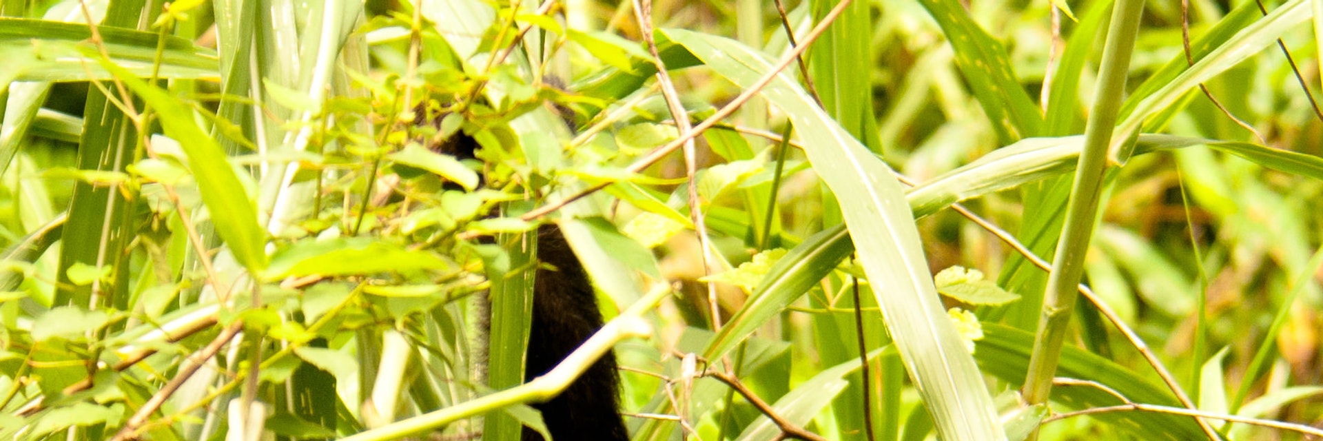 Chimpanzee, Mahale Mountains, Tanzania.
105334307
africa, chimpanzee, mahale, pan, pan troglodytes, primate, safari, tanzania, troglodytes