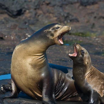 A mother Galapagos Sea Lion (Zalophus californianus wollebaeki) has an intense argument with her pup. They are endemic to Ecuador. Puerto Egas, James Island, Galapagos, Ecuador.
14069818
two, fin, fur, cub, sea, rock, seal, wild, fight, shout, water, ocean, scream, mammal, dialog, marine, mother, nature, animal, quarrel, sealion, ecuador, endemic, whisker, zalophus, argument, shouting, wildlife, galapagos, wollebaeki, sea lion, endangered, vulnerable, sea lions, sea mammal, californianus, puerto egas, wild animal, south america