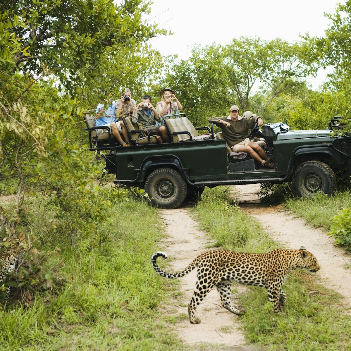 Leopard (Panthera pardus) crossing road with tourists in jeep in background
20s, 30s, 40s, adult, adventure, africa, animal, block, camera, casual, caucasian, crossing, excitement, full length, green, group, horizontal, jeep, kruger, leisure, leopard, men, national, nature, offroad, outdoors, panthera, pardus, park, people, photography, recreation, reserve, road, safari, singita, sitting, south africa, spots, tourism, tourist, track, transportation, trees, vacation, vehicle, watching, wildlife, women, young