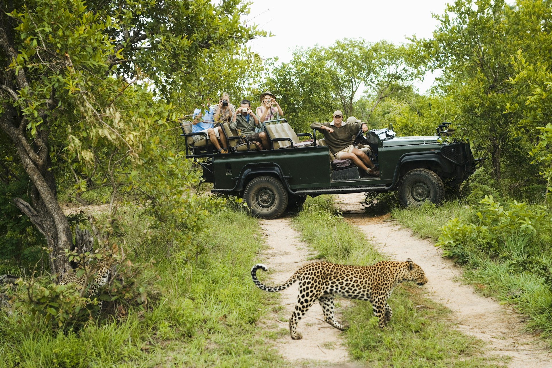 A safari truck full of visitors gazing upon a leopard as it passes by