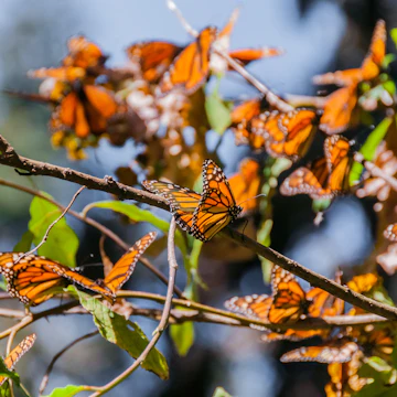 Monarch Butterfly's in the Biosphere Reserve.
234365239
fly, many, reserve, colony, monarch, touristic, orange, lot, thousands, world, unesco, forest, heritage, group, mexico, insect, hundreds, sanctuary, biosphere, tourism, wild, nature, site, animal, landscape, butterfly, wildlife, morelia, angangueo, michoacan, ocampo, sierra, rosario, madre, butterflies, el