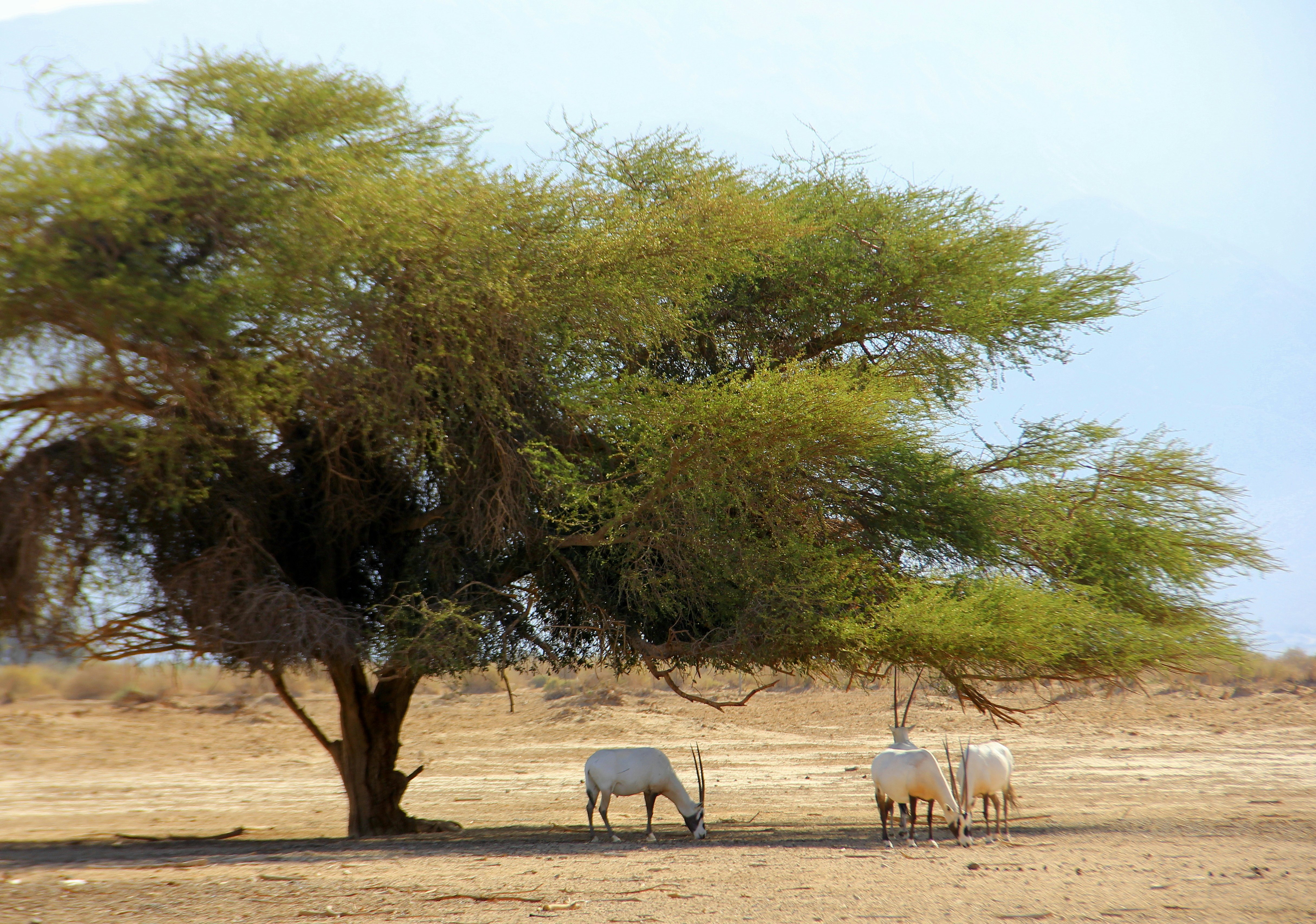Antelope under a tree in Yotvata Hai-Bar.
736624195
animal, antelope, arabian, asian, background, bar, biology, blue, coat, conservation, curved, desert, domestic, eilat, endangered, environment, extinction, food, grey, hai-bar, haibar, horn, israel, landscape, mountain, nature, oryx, reserve, safari, sky, species, tourism, travel, tree, white, wild, wildlife, yellow, yotvat, yotvata, yotvata hai-bar nature reserve