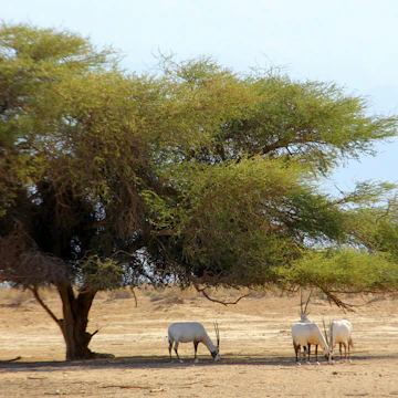 Antelope under a tree in Yotvata Hai-Bar.
736624195
animal, antelope, arabian, asian, background, bar, biology, blue, coat, conservation, curved, desert, domestic, eilat, endangered, environment, extinction, food, grey, hai-bar, haibar, horn, israel, landscape, mountain, nature, oryx, reserve, safari, sky, species, tourism, travel, tree, white, wild, wildlife, yellow, yotvat, yotvata, yotvata hai-bar nature reserve