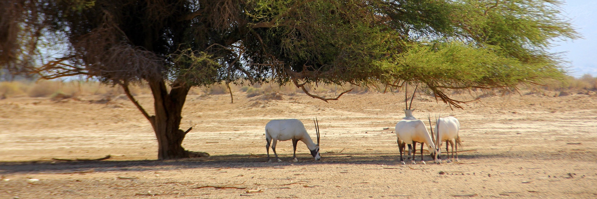 Antelope under a tree in Yotvata Hai-Bar.
736624195
animal, antelope, arabian, asian, background, bar, biology, blue, coat, conservation, curved, desert, domestic, eilat, endangered, environment, extinction, food, grey, hai-bar, haibar, horn, israel, landscape, mountain, nature, oryx, reserve, safari, sky, species, tourism, travel, tree, white, wild, wildlife, yellow, yotvat, yotvata, yotvata hai-bar nature reserve
