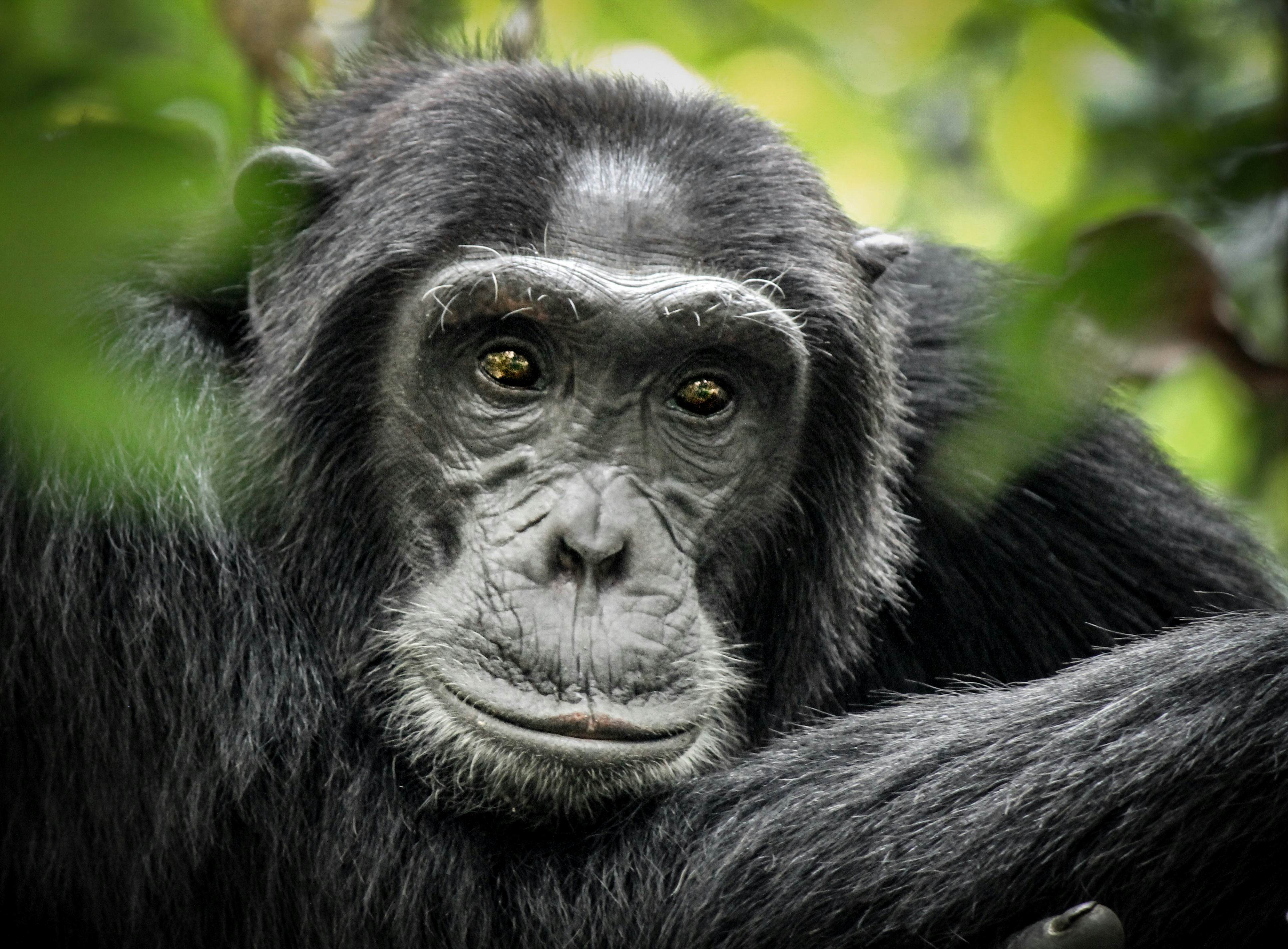 Common Chimpanzee - Scientific name - Pan troglodytes schweinfurtii portrait at Kibale Forest National Park, Rwenzori Mountains, Uganda, Africa
762814012
africa, african, ancestor, animal, ape, background, cantanhez, chimp, chimpansee, chimpanzee, congo, east, endangered, evolution, face, forest, gambia, gombe, human, hunting, jungle, kenya, kibale, mahale mountains, mammal, monkey, national, nature, nyungwe, pan, paniscus, park, portrait, research, reserve, rubondo, schweinfurthii, scientific, sitting, species, stream, tanzania, toolmaking, tourism, trekking, troglodytes, uganda, virunga, wild, wildlife