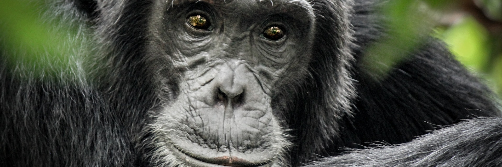 Common Chimpanzee - Scientific name - Pan troglodytes schweinfurtii portrait at Kibale Forest National Park, Rwenzori Mountains, Uganda, Africa
762814012
africa, african, ancestor, animal, ape, background, cantanhez, chimp, chimpansee, chimpanzee, congo, east, endangered, evolution, face, forest, gambia, gombe, human, hunting, jungle, kenya, kibale, mahale mountains, mammal, monkey, national, nature, nyungwe, pan, paniscus, park, portrait, research, reserve, rubondo, schweinfurthii, scientific, sitting, species, stream, tanzania, toolmaking, tourism, trekking, troglodytes, uganda, virunga, wild, wildlife