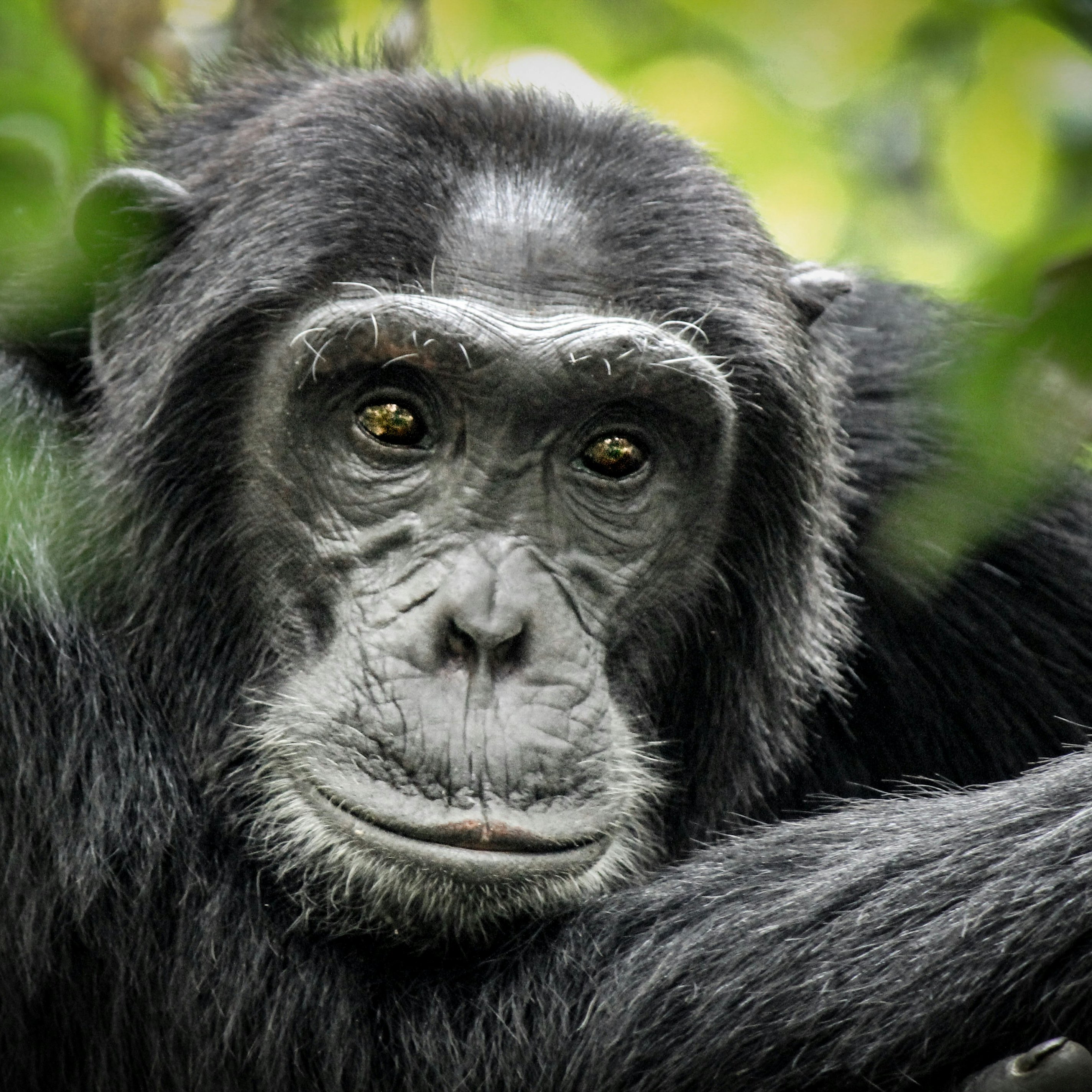 Common Chimpanzee - Scientific name - Pan troglodytes schweinfurtii portrait at Kibale Forest National Park, Rwenzori Mountains, Uganda, Africa
762814012
africa, african, ancestor, animal, ape, background, cantanhez, chimp, chimpansee, chimpanzee, congo, east, endangered, evolution, face, forest, gambia, gombe, human, hunting, jungle, kenya, kibale, mahale mountains, mammal, monkey, national, nature, nyungwe, pan, paniscus, park, portrait, research, reserve, rubondo, schweinfurthii, scientific, sitting, species, stream, tanzania, toolmaking, tourism, trekking, troglodytes, uganda, virunga, wild, wildlife