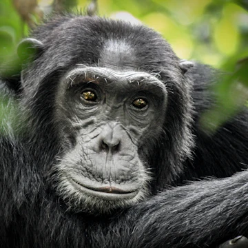 Common Chimpanzee - Scientific name - Pan troglodytes schweinfurtii portrait at Kibale Forest National Park, Rwenzori Mountains, Uganda, Africa
762814012
africa, african, ancestor, animal, ape, background, cantanhez, chimp, chimpansee, chimpanzee, congo, east, endangered, evolution, face, forest, gambia, gombe, human, hunting, jungle, kenya, kibale, mahale mountains, mammal, monkey, national, nature, nyungwe, pan, paniscus, park, portrait, research, reserve, rubondo, schweinfurthii, scientific, sitting, species, stream, tanzania, toolmaking, tourism, trekking, troglodytes, uganda, virunga, wild, wildlife