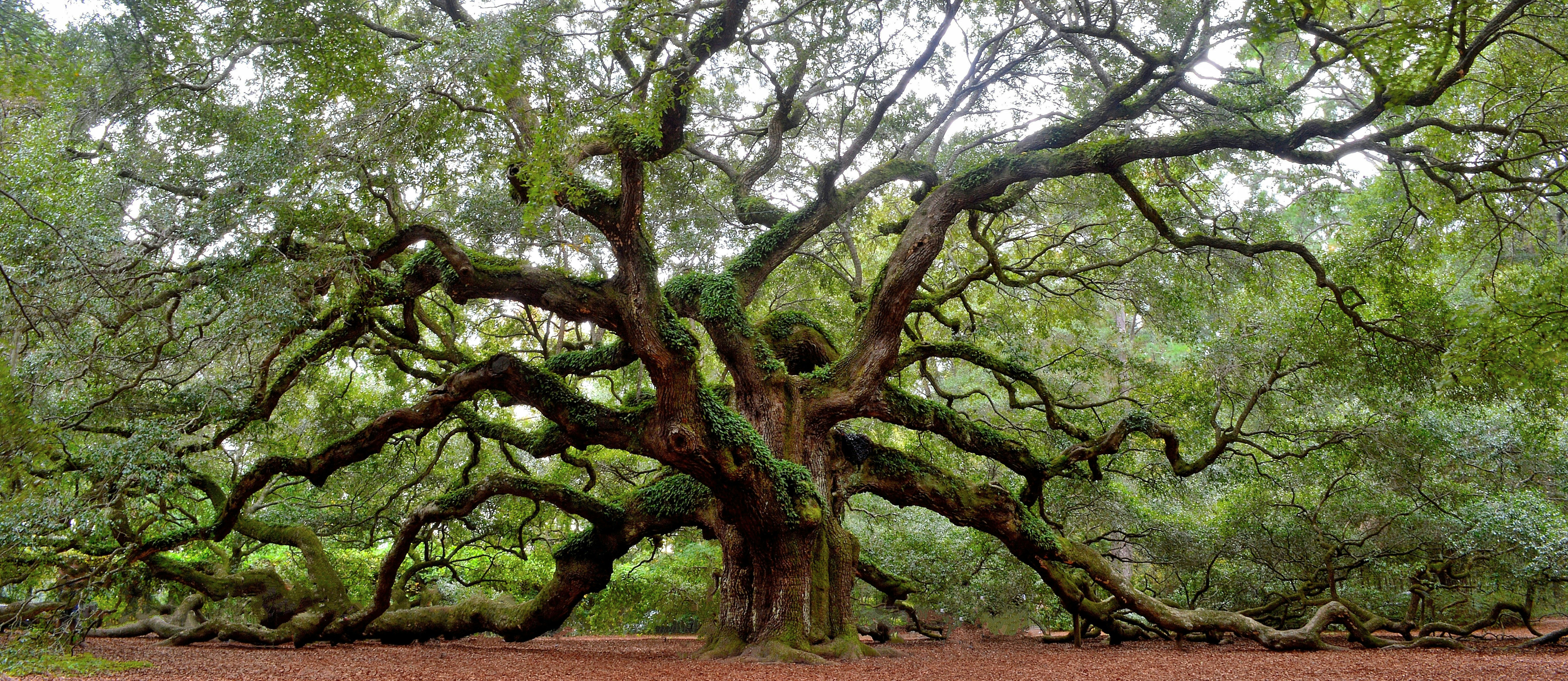Angel Oak tree on St. Johns Island near Charleston, SC.