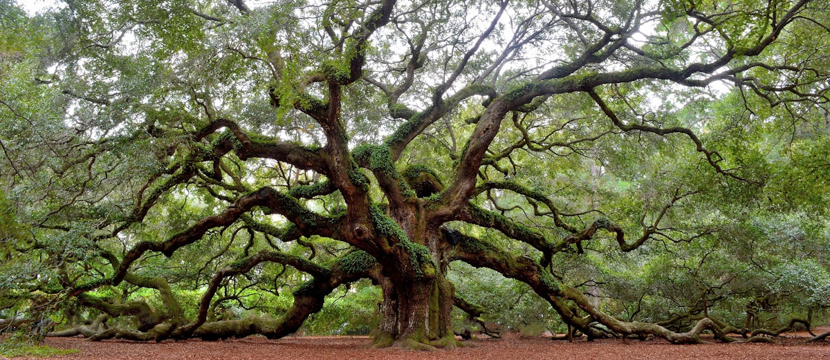 Angel Oak tree on St. Johns Island near Charleston, SC.