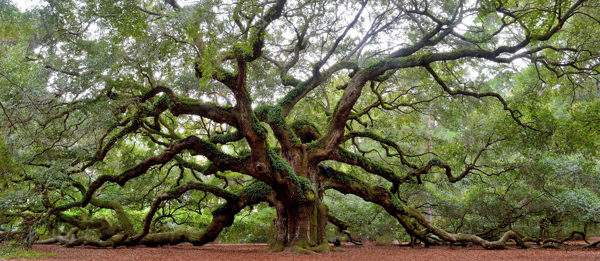 Angel Oak tree na Ilha St. Johns perto de Charleston, SC