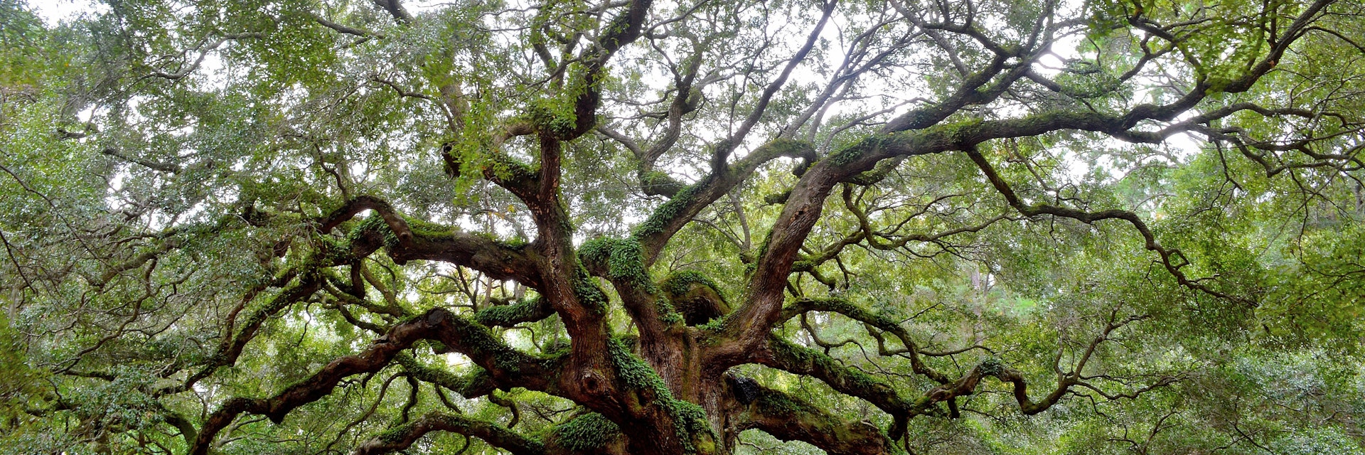 Angel Oak tree on St. Johns Island near Charleston, SC.