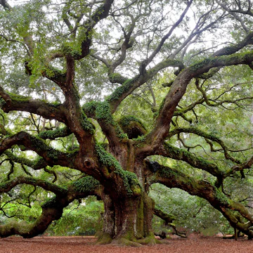 Angel Oak tree on St. Johns Island near Charleston, SC.