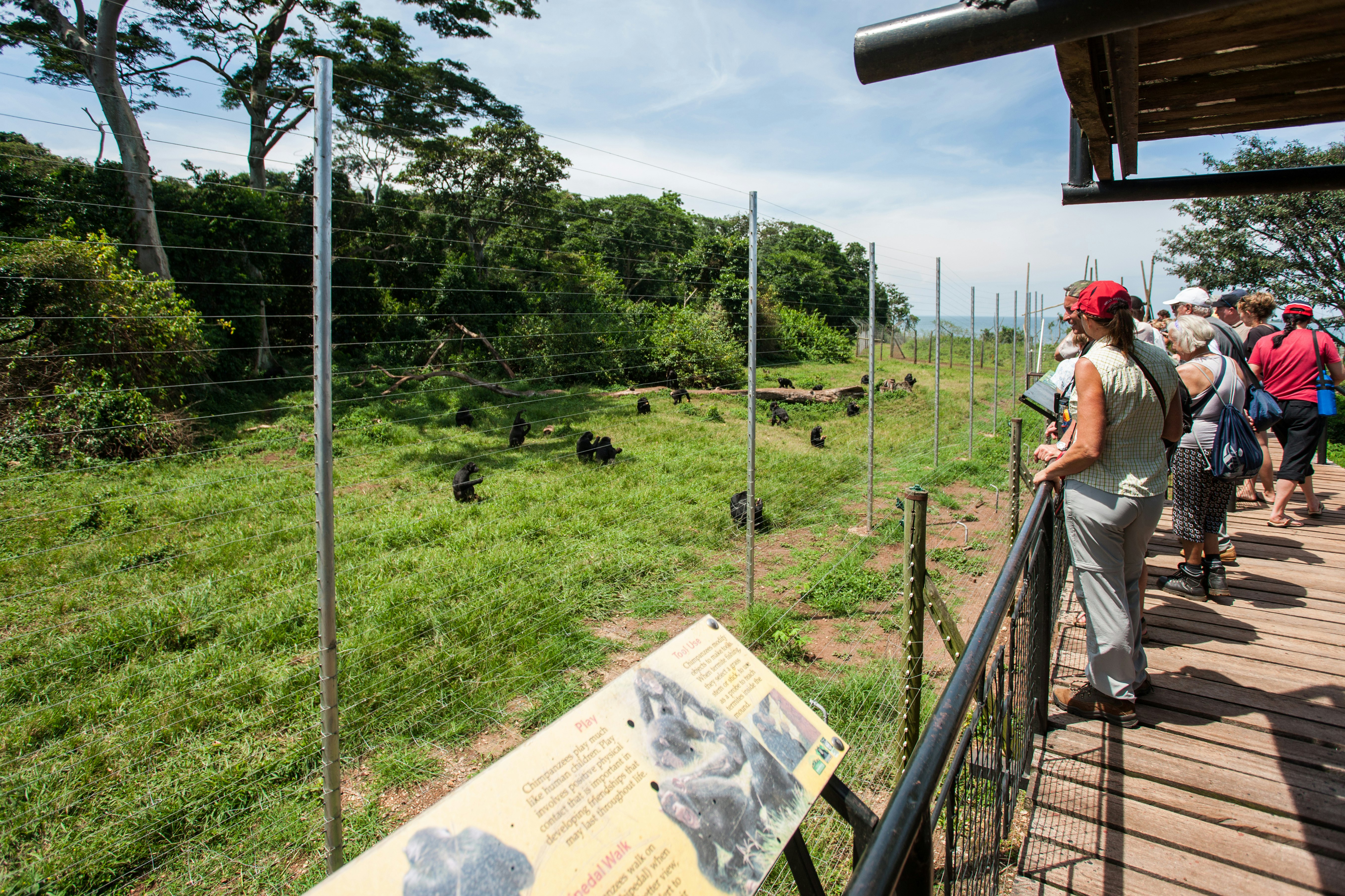 Ngamba Island Chimpanzee Sanctuary, on Ngamba Island, Lake Victoria, Uganda.