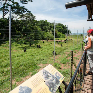 Ngamba Island Chimpanzee Sanctuary, on Ngamba Island, Lake Victoria, Uganda.