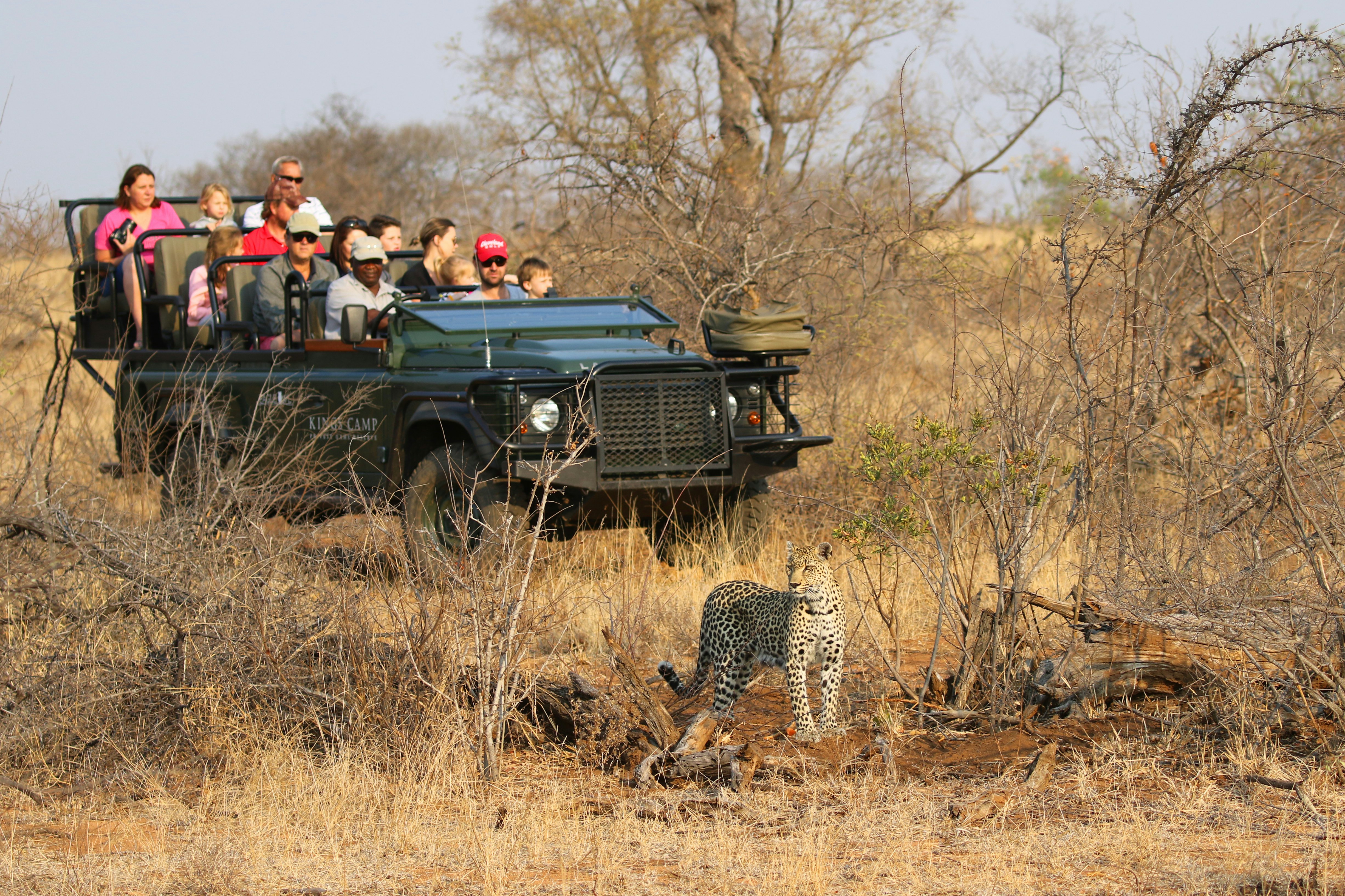 Tourists in a safari vehicle observing an African leopard in Timbavati Private Nature Reserve, South Africa.