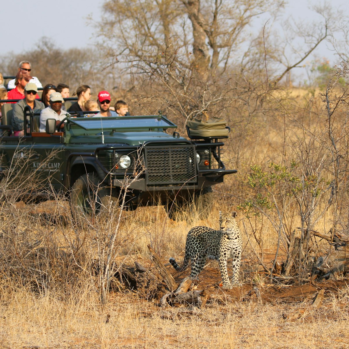 Tourists in a safari vehicle observing an African leopard in Timbavati Private Nature Reserve, South Africa.