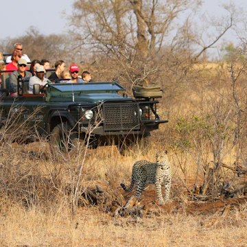 Tourists in a safari vehicle observing an African leopard in Timbavati Private Nature Reserve, South Africa.