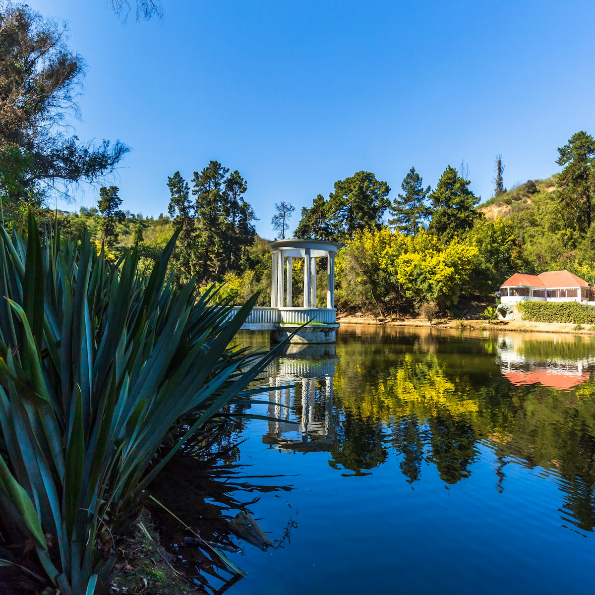 The Botanical gardens of Viña del Mar, Chile.