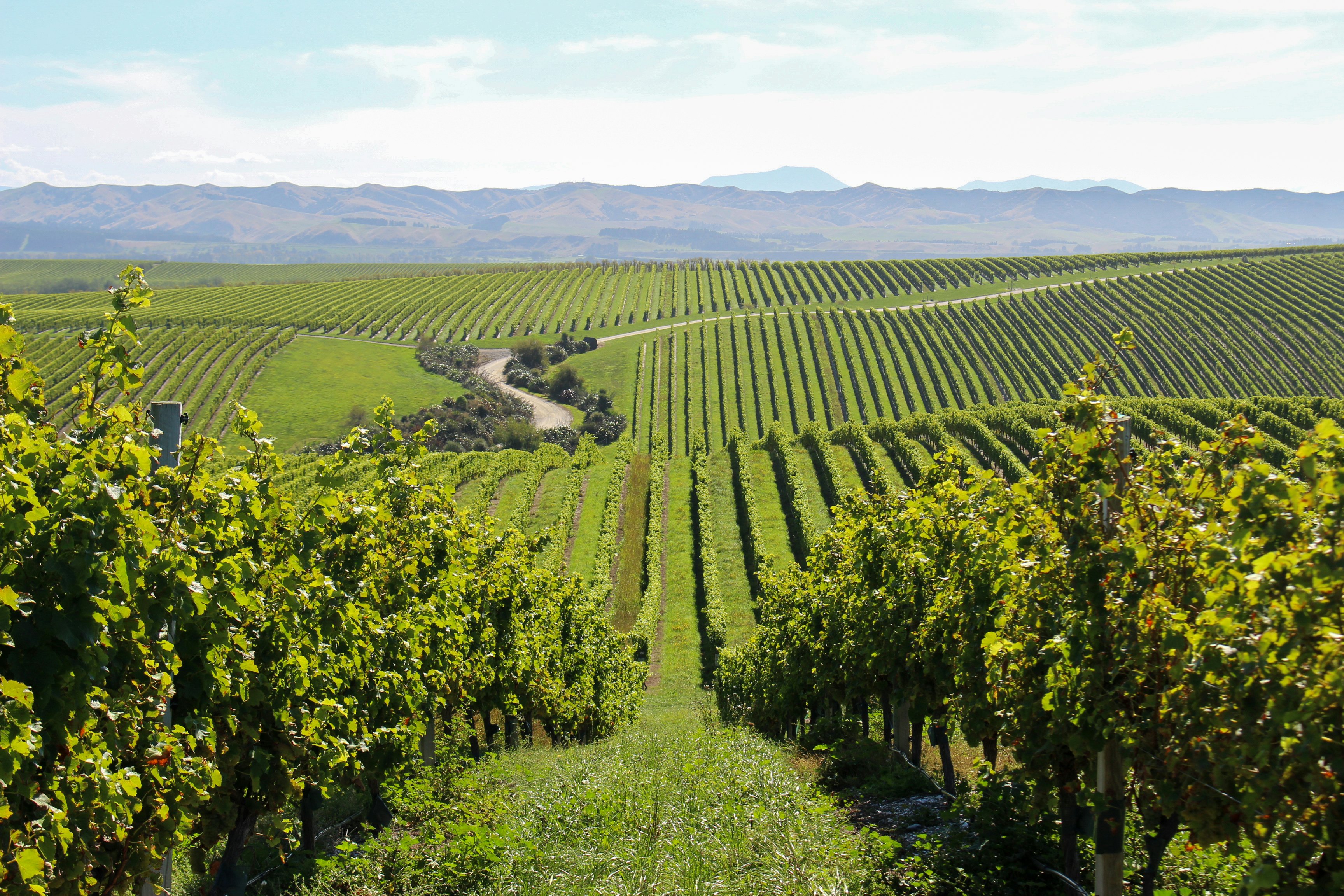 Vineyards on the White Road Tour at Peter Yealands Cellar door wine estate in New Zealand's south island.