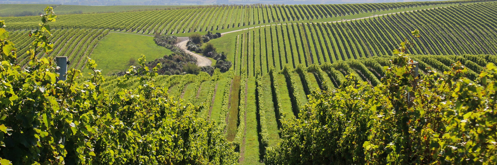 Vineyards on the White Road Tour at Peter Yealands Cellar door wine estate in New Zealand's south island.