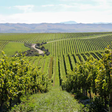 Vineyards on the White Road Tour at Peter Yealands Cellar door wine estate in New Zealand's south island.
