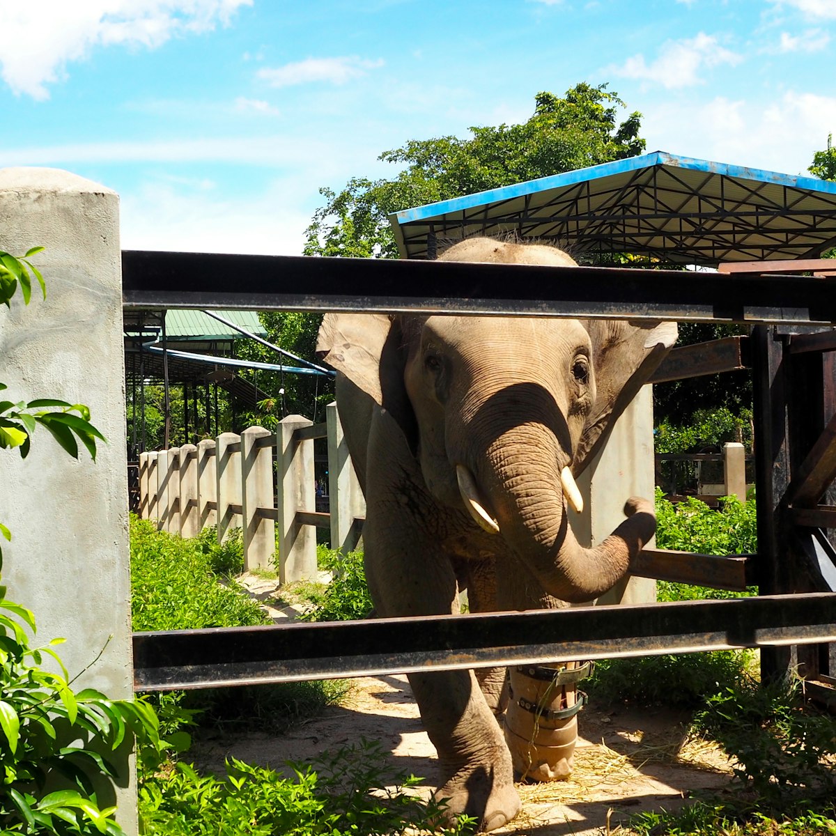 Elephant in Phnom Tamao Wildlife Rescue Centre.