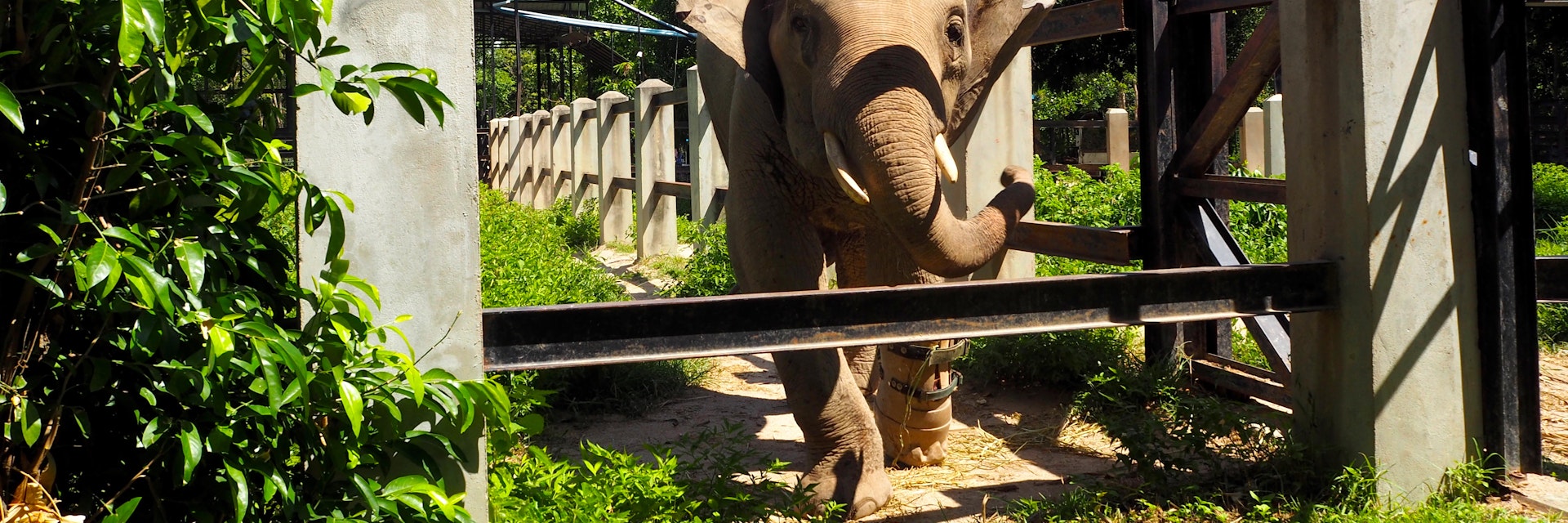 Elephant in Phnom Tamao Wildlife Rescue Centre.