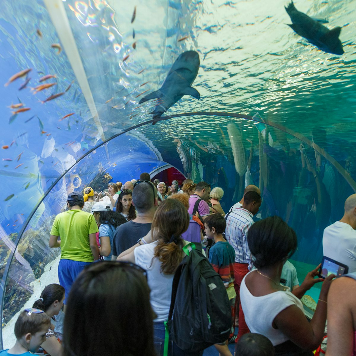 The Underwater Observatory Aquarium in Eilat, Israel.
