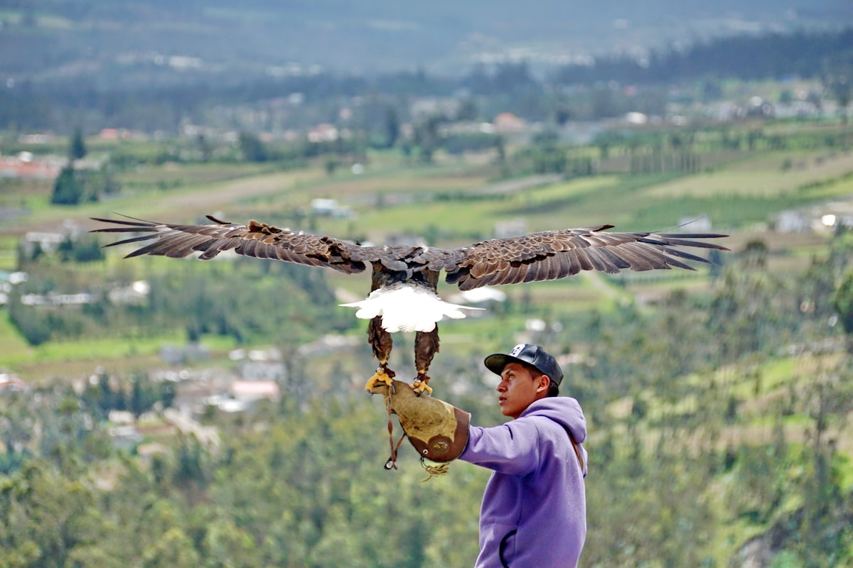 Bald eagle on a handler's arm at the Otavalo Condor Park.