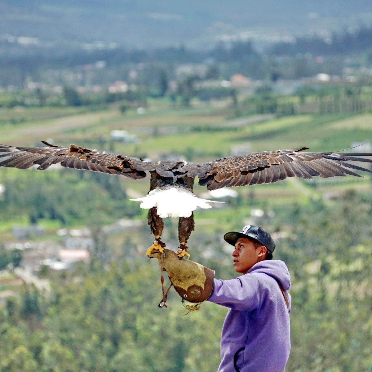 Bald eagle on a handler's arm at the Otavalo Condor Park.