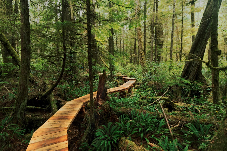 Boardwalk through the rainforest of Vancouver Island British Columbia.
858027160
wood, park, planks, hike, trail, walk, green
