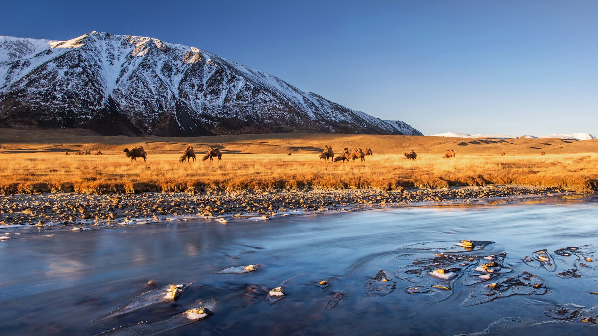 Camels stand between a flowing river and a series of snow-covered mountain peaks